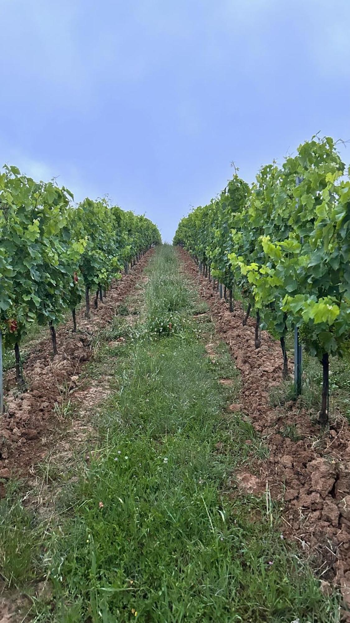 Willa Les Ecrivains At Domaine Le Touran Near Saint Emilion Pellegrue Zewnętrze zdjęcie