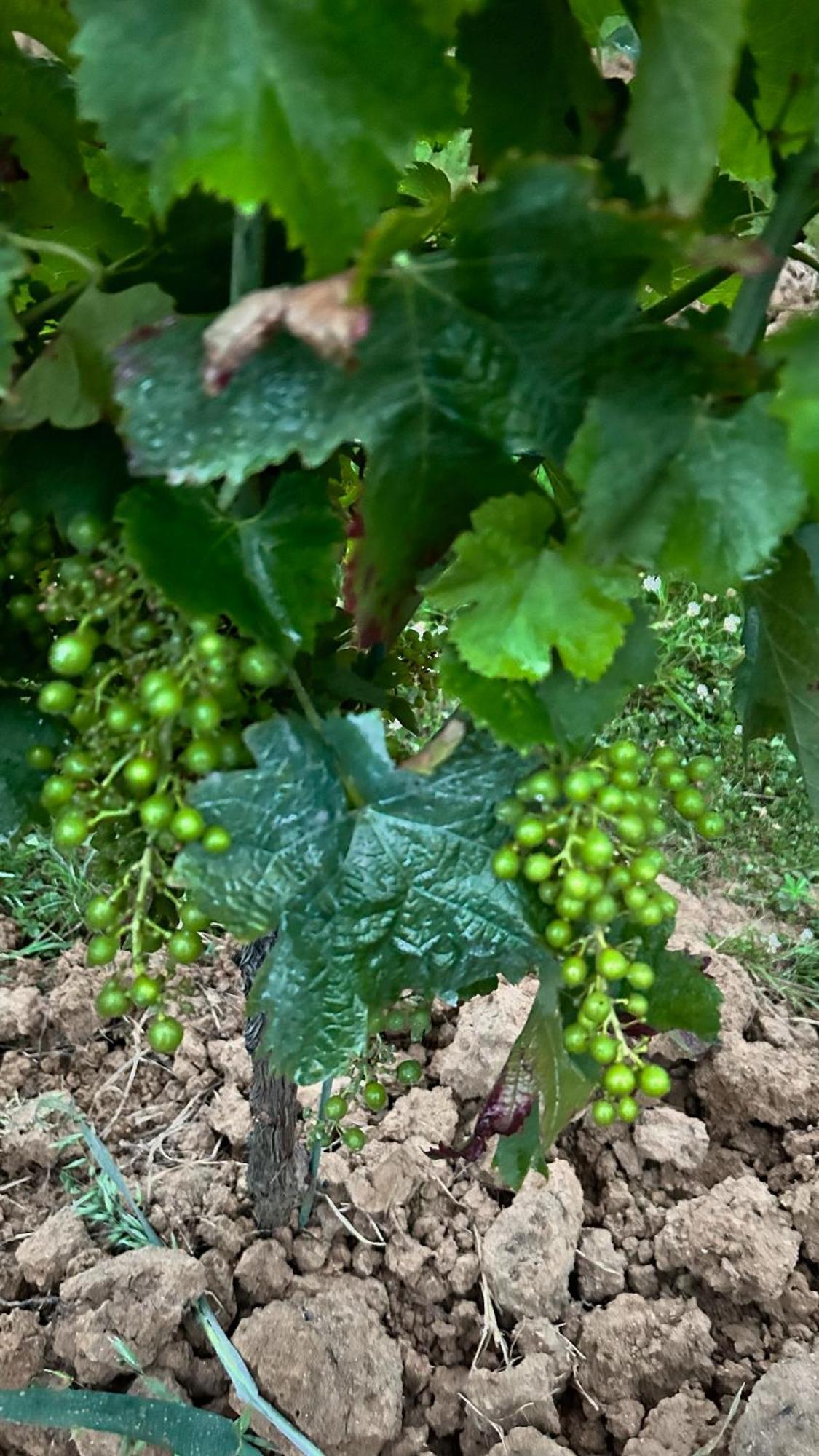 Willa Les Ecrivains At Domaine Le Touran Near Saint Emilion Pellegrue Zewnętrze zdjęcie
